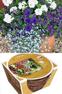 Unbranded `lue`Container Plant Collection   Rustic Basket Kit