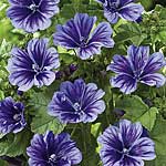 An easy to grow and extremely imposing border perennial bearing a profusion of violet-blue  dark-cen