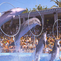 Marineland Mallorca - Adult with Transfer from Northern Resorts