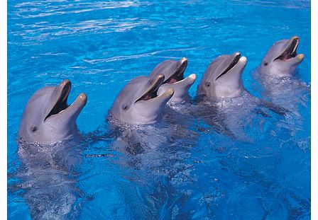 Marineland Majorca - Intro Treat the family to a fun and educational day out at Marineland Mallorca home to award-winning dolphin shows and all manner of fabulous marine creatures including sea lions parrots sharks penguins stingrays and more! Marine