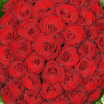 Unbranded Mass Of Fifty Red Roses - flowers