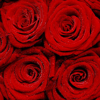 Unbranded Mass of Red Roses - flowers
