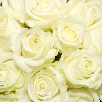 Unbranded Mass of White Roses - flowers