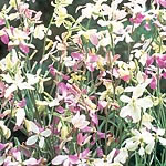 In addition to its delicious scent  Evening Fragrance also boasts a range of colours including pink 