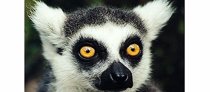 Meet the Lemurs Experience