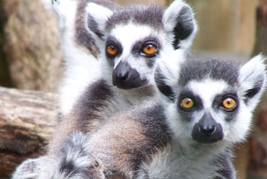 Unbranded Meet the Lemurs