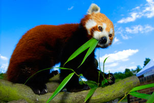 Unbranded Meet the Red Pandas