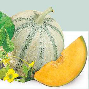 Melon Edonis is very early to ripen and productive  which is an important factor for the UK summers.