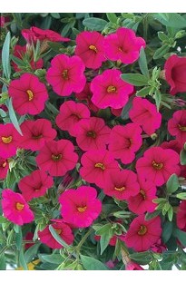 A Blooming Direct favourite, these wonderful little Petunia Million Bells are prolific flowering pla