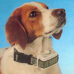 Mini-Aboistop Collar Kit - Small Dogs