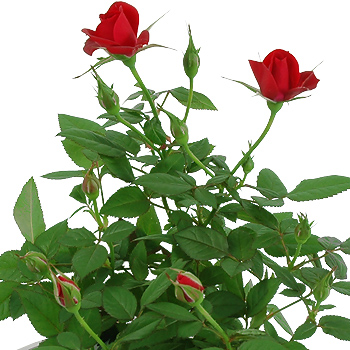 Unbranded Miniature Red Rose Bush - flowers