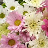 Unbranded Mixed Chrysanthemums