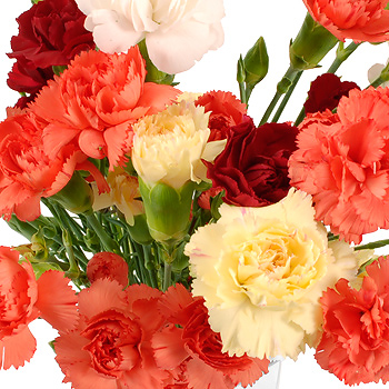Unbranded Mixed Spray Carnations - flowers