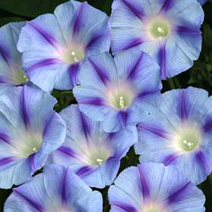 A spectacular Morning Glory. Each light blue bloom is enhanced by an exquisite  deep violet  five po