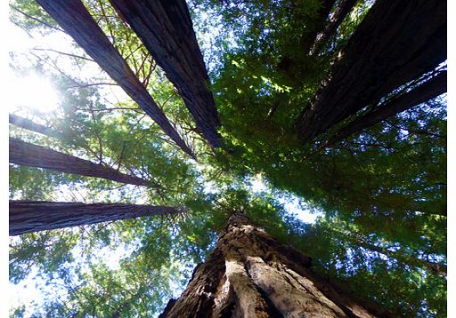 Unbranded Muir Woods and Wine Tour