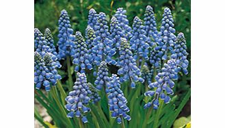 Unbranded Muscari Bulbs - Armeniacum