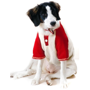 Unbranded My Best Friend Dog T-shirt Small