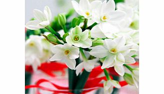 Unbranded Narcissus Bulbs - Twin Pack