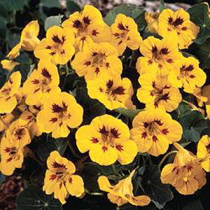 Dwarf  bushy plants become clothed in beautiful golden-yellow flowers each enhanced by five  eye-cat