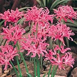 Unbranded Nerine Bowdenii