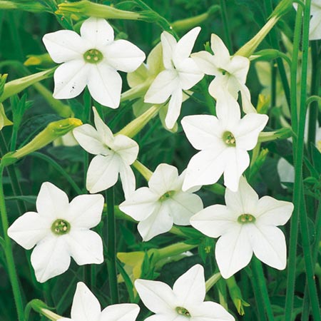 Unbranded Nicotiana Affinis Seeds Average Seeds 1700