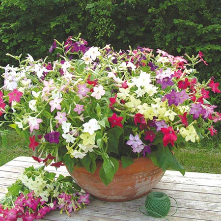 Unbranded Nicotiana Domino Mixed F1 Plants Pack of 30