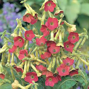 A Breeding Breakthrough in Nicotiana Tinkerbell demands closer inspection  as the clusters of dusky-