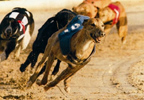Night at the Dogs for Four (Midweek)