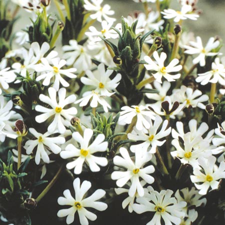 Unbranded Night Phlox Average Seeds 200