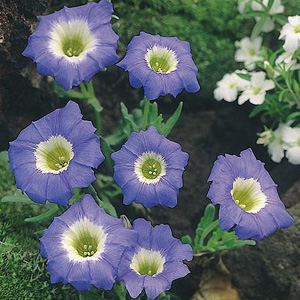 Large `trumpet-like` blooms of sky blue with a creamy-white throat. Flowers are produced throughout 