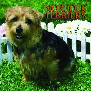 Norfolk Terrier Calendar