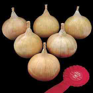 Unbranded Onion Buntons Showstopper Seeds