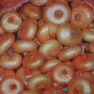 Unbranded Onion Cipollini Yellow Seeds