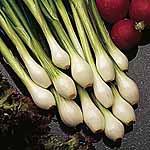 Unbranded Onion (Spring) Guardsman Seeds 437937.htm