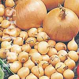 Unbranded Onion Stuttgarter Giant Bulbs
