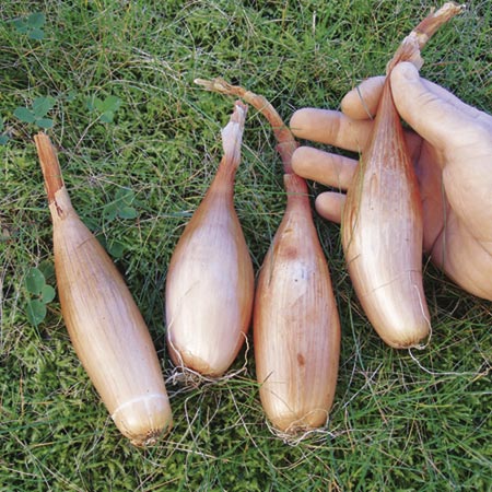 Unbranded Onion Zebrune Seeds Average Seeds 200