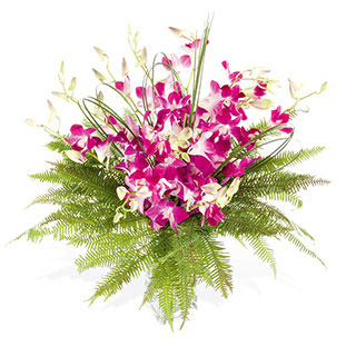 This stunning bouquet of Thai Orchids will express a taste of the orient to whoever receives them pr