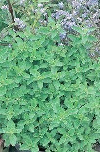 Unbranded Oregano x 1500 seeds