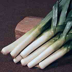 A productive  late summer to early autumn leek  with a good tolerance of Leek Rust. Long  pure white