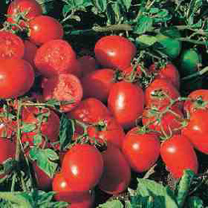 Unbranded Organic Tomato Falcorosso Seeds