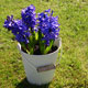 Outdoor Hyacinth Bulb Growing Kit