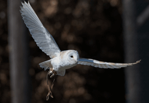 Owl Flying Experience in the West Midlands