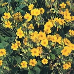 Attractive clover-shaped leaves bearing five-petalled  golden-yellow flowers on long delicate stems.