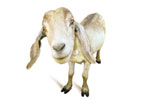 Unbranded Oxfam Unwrapped - Give a Goat