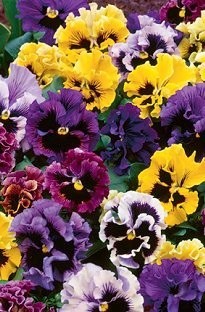 Unbranded Pansy Frizzle Sizzle Mixed x 66 medium plug plants