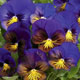 These seeds will produce flowers reminiscent of a tropical butterfly with electric blue wings and a 