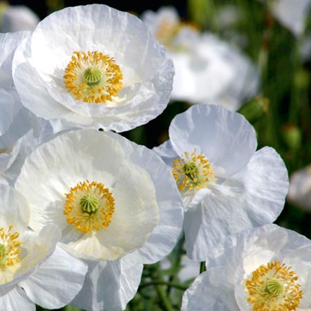 Unbranded Papaver Bridal Silk Average Seeds 900