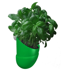 The Bean Pod is an elegant mini plant-propagator, the perfect product to pep up your cuisine. With l