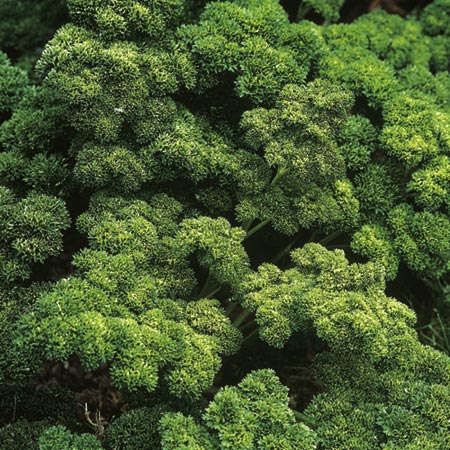 Unbranded Parsley Moss Curled 2 Seeds Average Seeds 1200