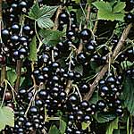 Unbranded Patio Currants - BLACKCURRANT